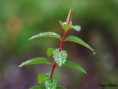 /album/macro/flor-agua-jpg/